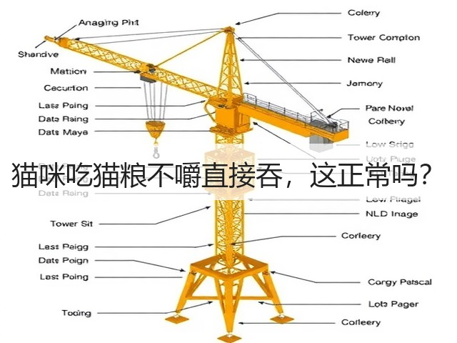 猫咪吃猫粮不嚼直接吞,这正常吗?(图1) 猫咪吃猫粮不嚼直接吞,这正常吗?(图1)