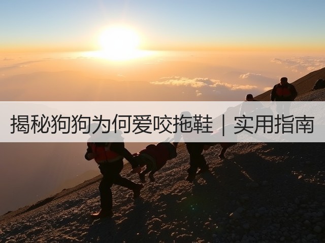 揭秘狗狗为何爱咬拖鞋|实用指南(图3) 揭秘狗狗为何爱咬拖鞋|实用指南(图3)