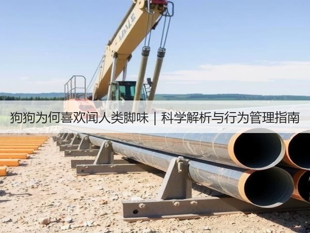 狗狗为何喜欢闻人类脚味|科学解析与行为管理指南(图1) 狗狗为何喜欢闻人类脚味|科学解析与行为管理指南(图1)