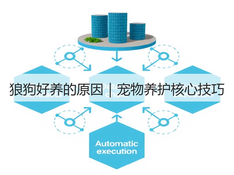 狼狗好养的原因｜宠物养护核心技巧