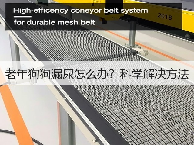 老年狗狗漏尿怎么办？科学解决方法(图3)