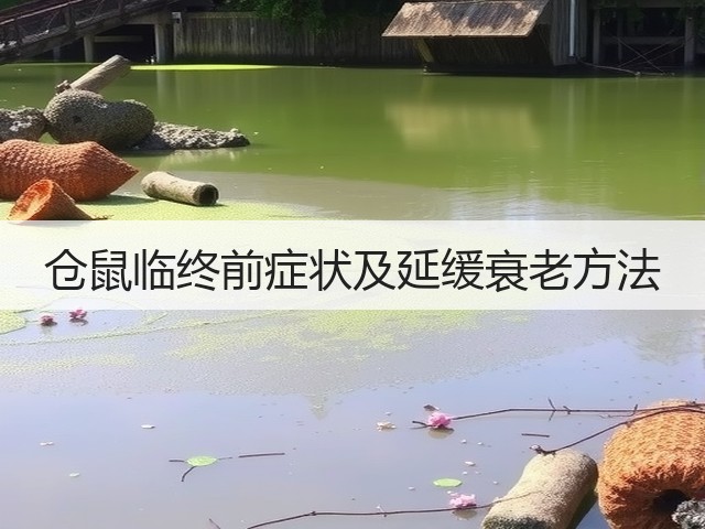 仓鼠临终前症状及延缓衰老方法(图3)