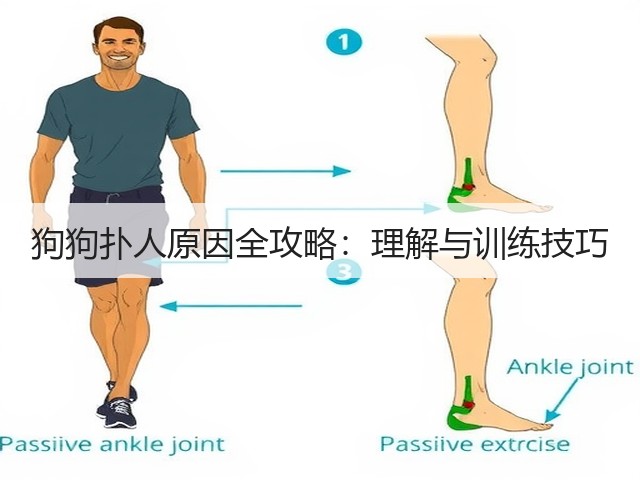 狗狗扑人原因全攻略：理解与训练技巧(图3)